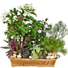 Garden Arrangement